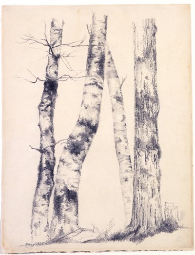 Studio di quattro tronchi d